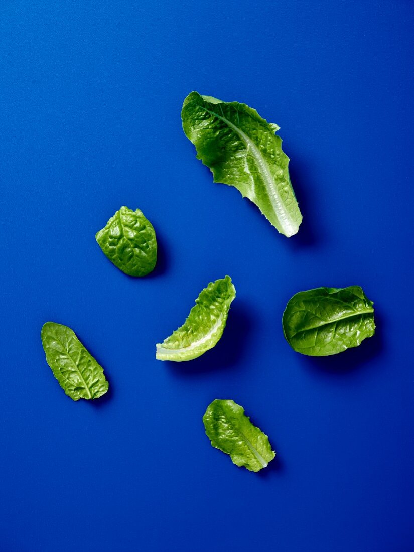Cos lettuce leaves on a blue surface