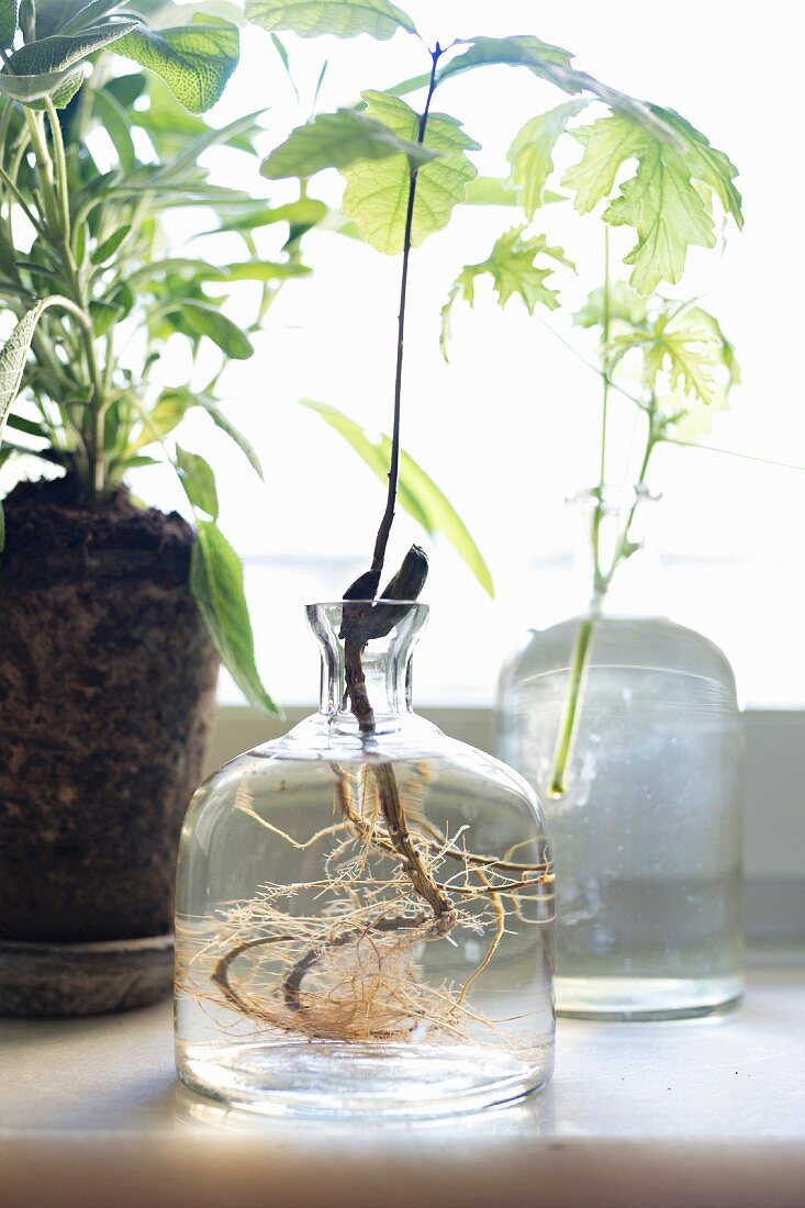 Foliage plant with roots in glass vase in front of window