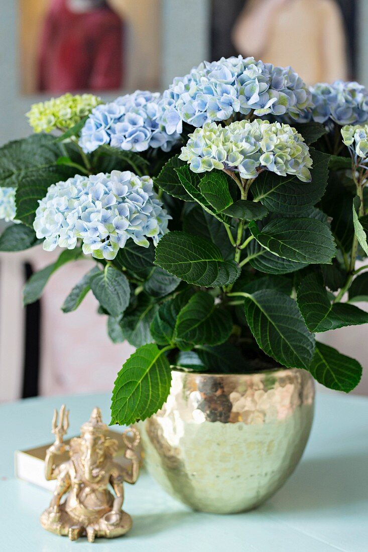 Blue hydrangea planted in brass pot next to Ganesha figurine