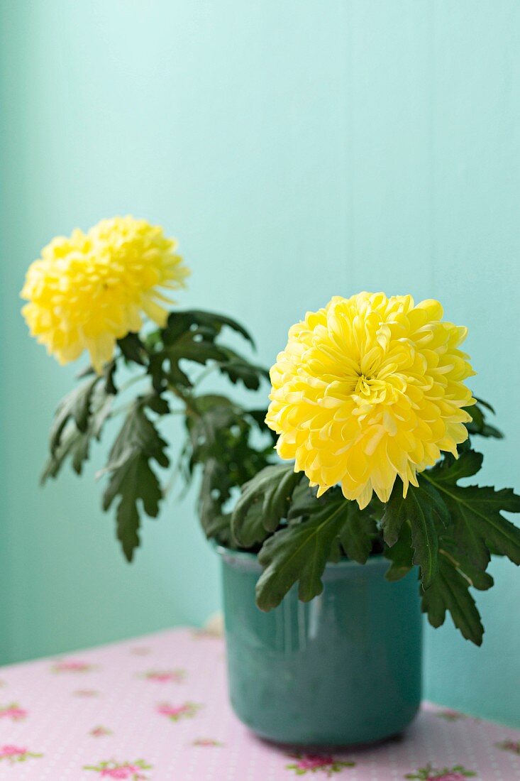 Potted yellow chrysanthemums in front of turquoise wall