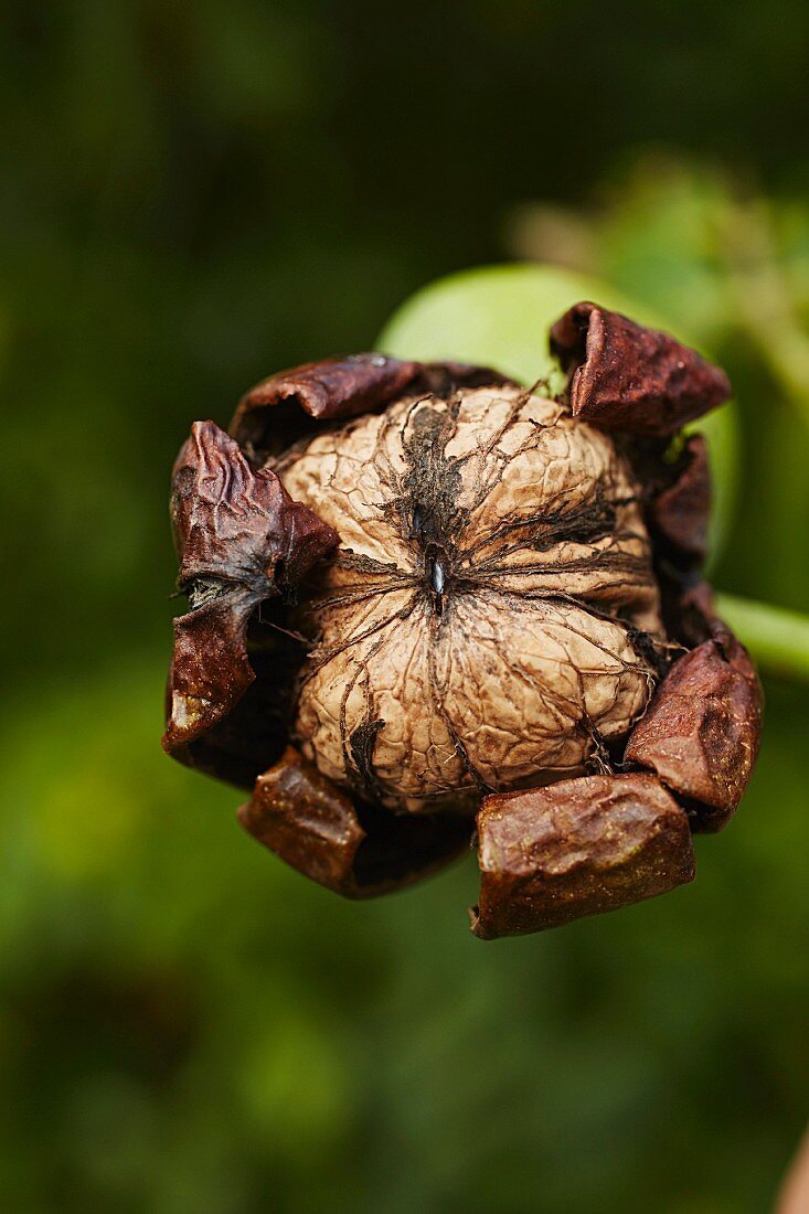 A walnut hanging on a tree