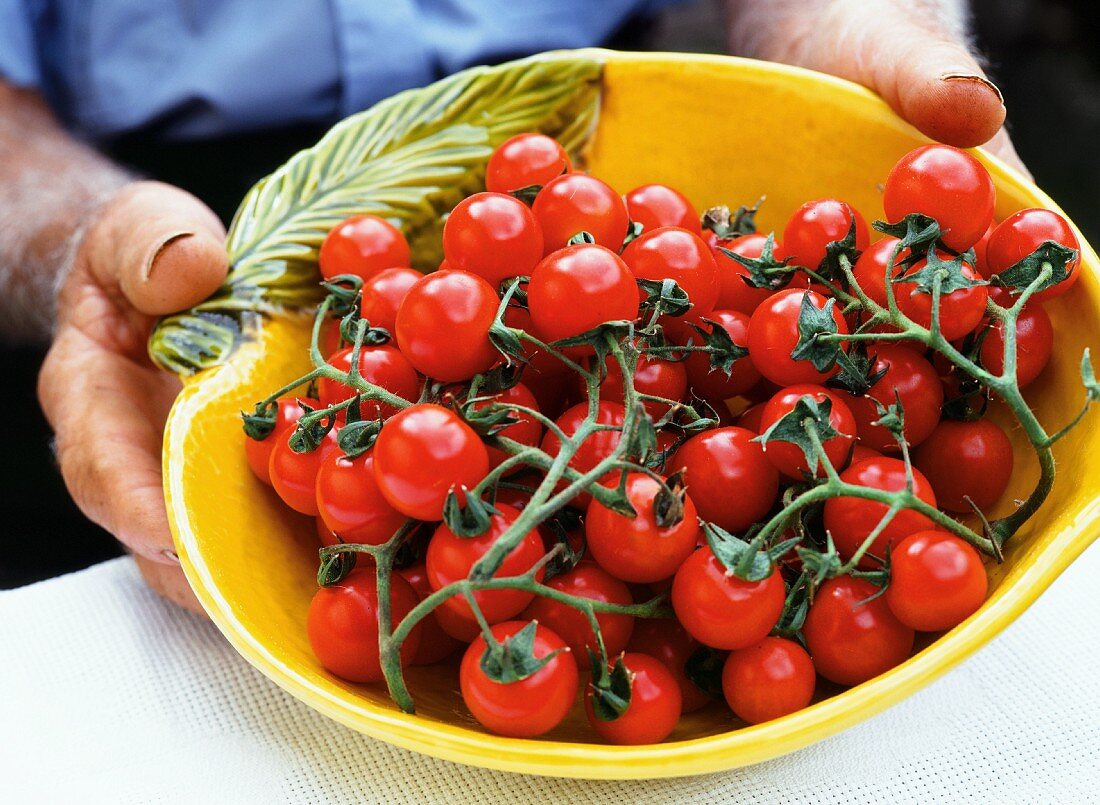 A man holding freshly harvested tomatoes in a yellow ceramic bowl