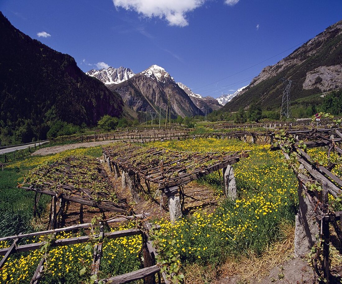 Frühlingblüte in den Weinpergolen bei Morgex,Aostatal,Italien