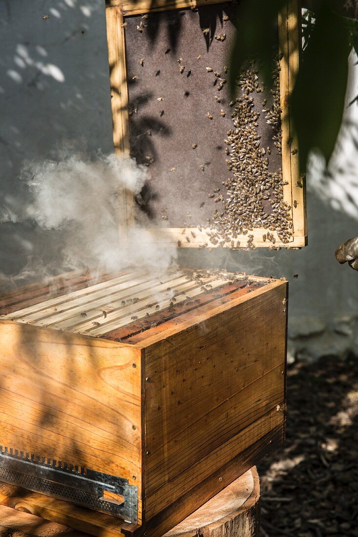 Bienen am Bienenkasten