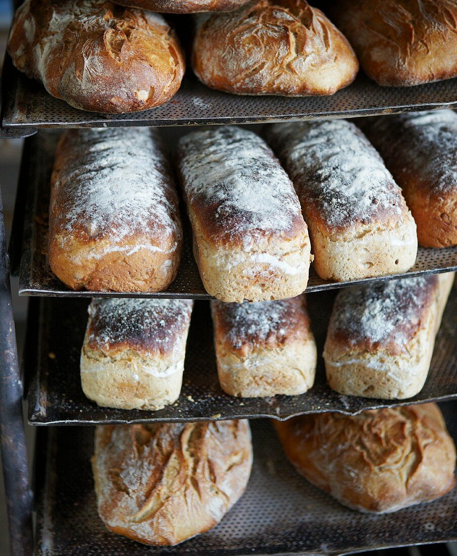 Fig and apple bread made from sour wheat dough