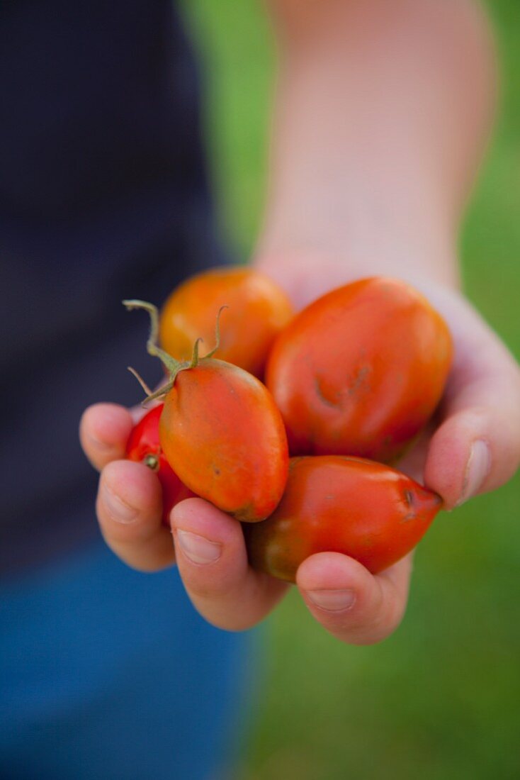 A person holding freshly harvested tomatoes