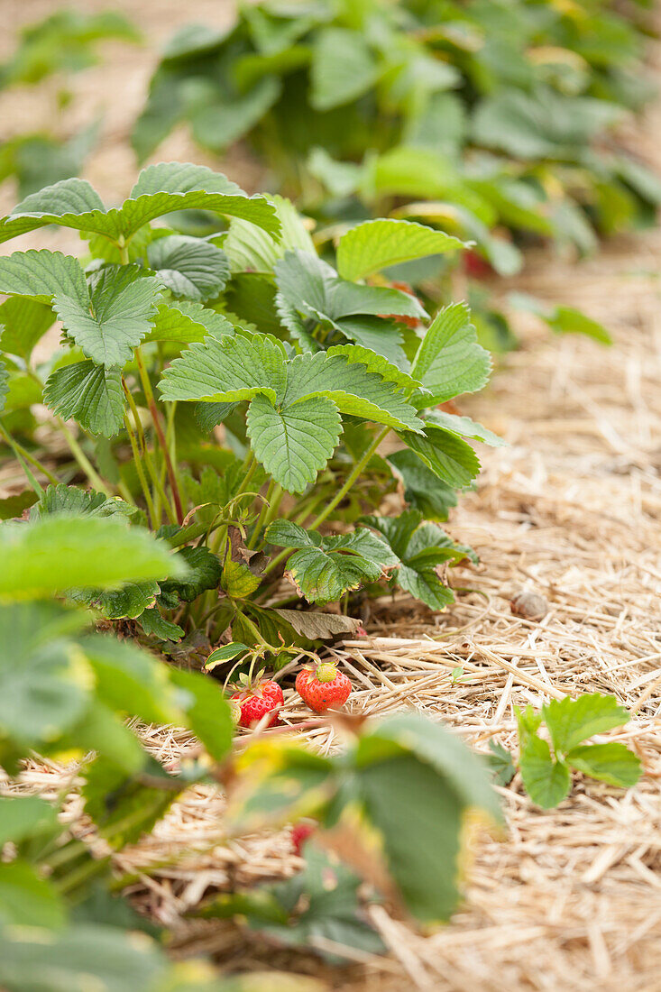 Erdbeerpflanzen auf Erdbeerfeld