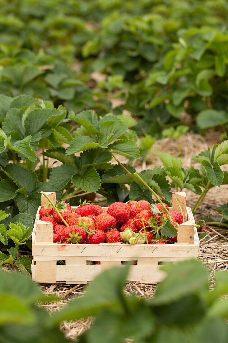 A wooden crates of freshly picked strawberries in a strawberry field