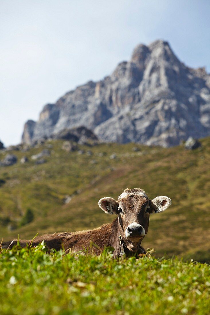 A cow on the alps in Tyrol