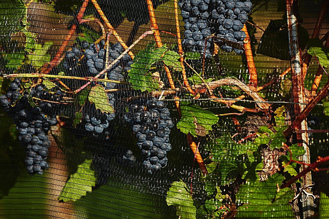 Ripe red grapes behind a protective net