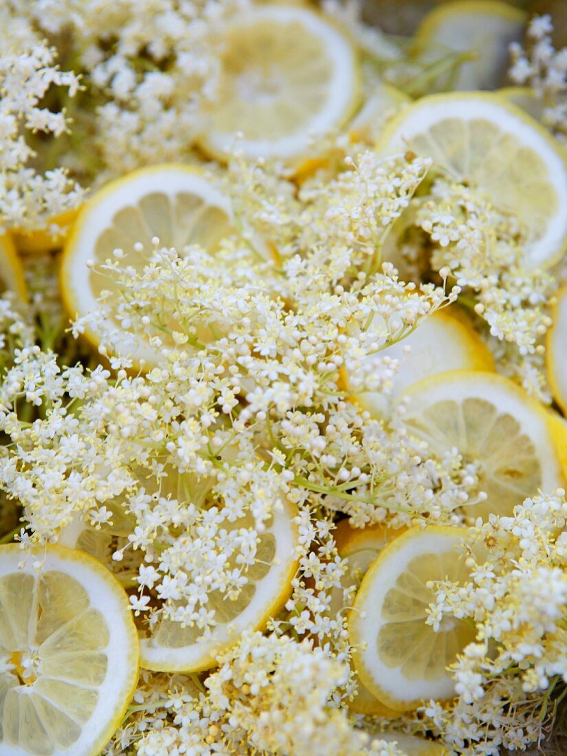 Elderflowers and lemon slices (ingredients for making elderflower juice)