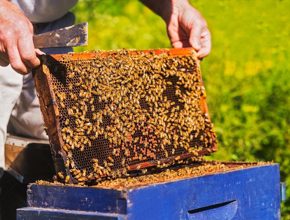 A beekeeper taking a honeycomb from a beehive