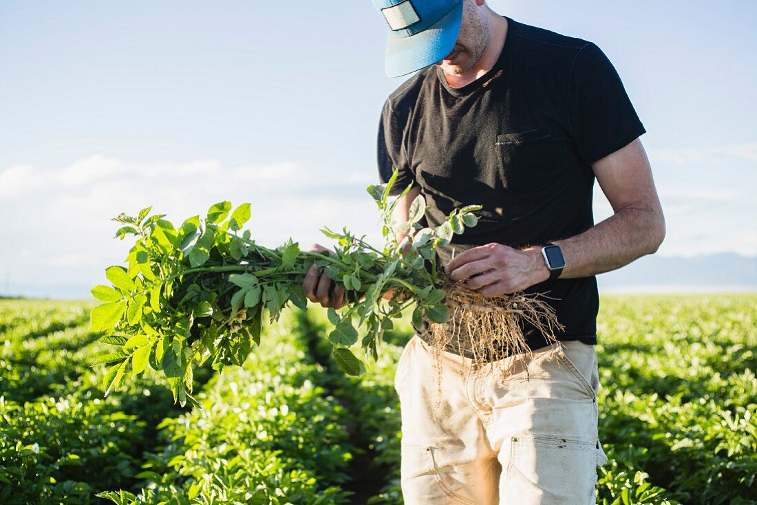 A man checking the quality of potato plants in a field