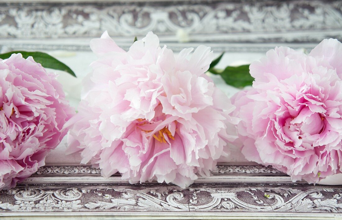 Peonies on vintage surface