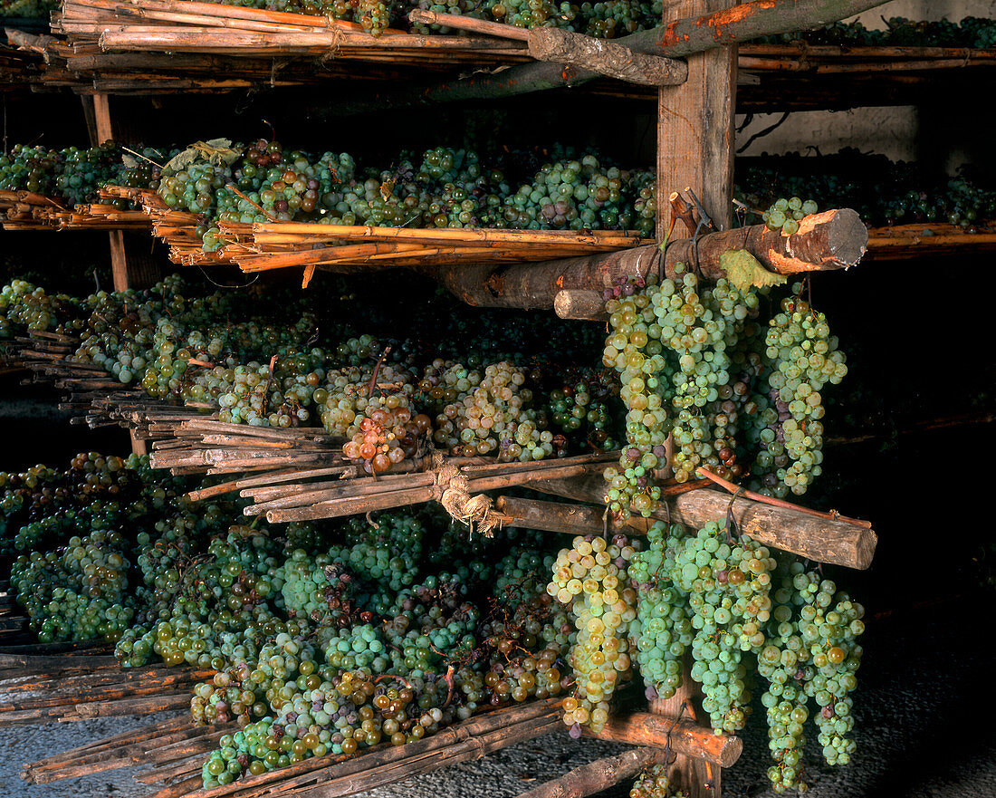 Trebbiano und Malvasier beim Trocknen für Vin Santo, Toskana