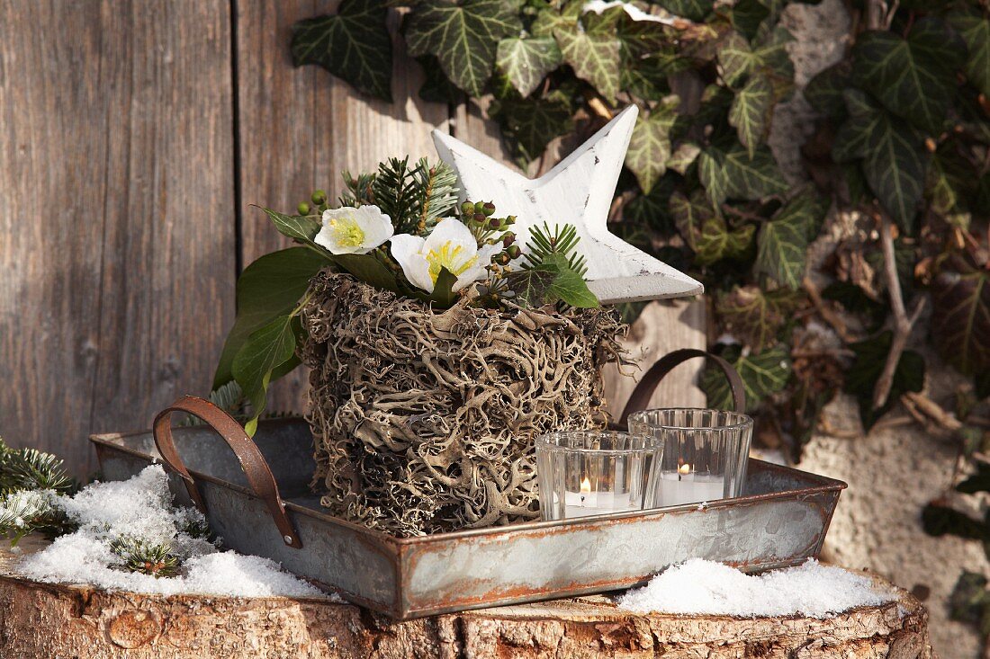 Hellebore planted in pot wrapped in lichen