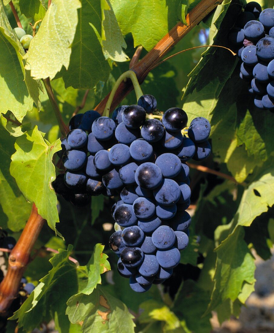 Carignan, in Südfrankreich die gängigste Weinrebe