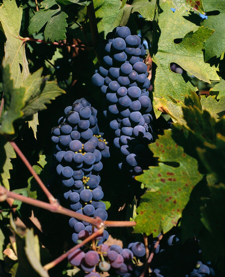 Zinfandel, heute heimisch in Kalifornien, stammt vom Balkan