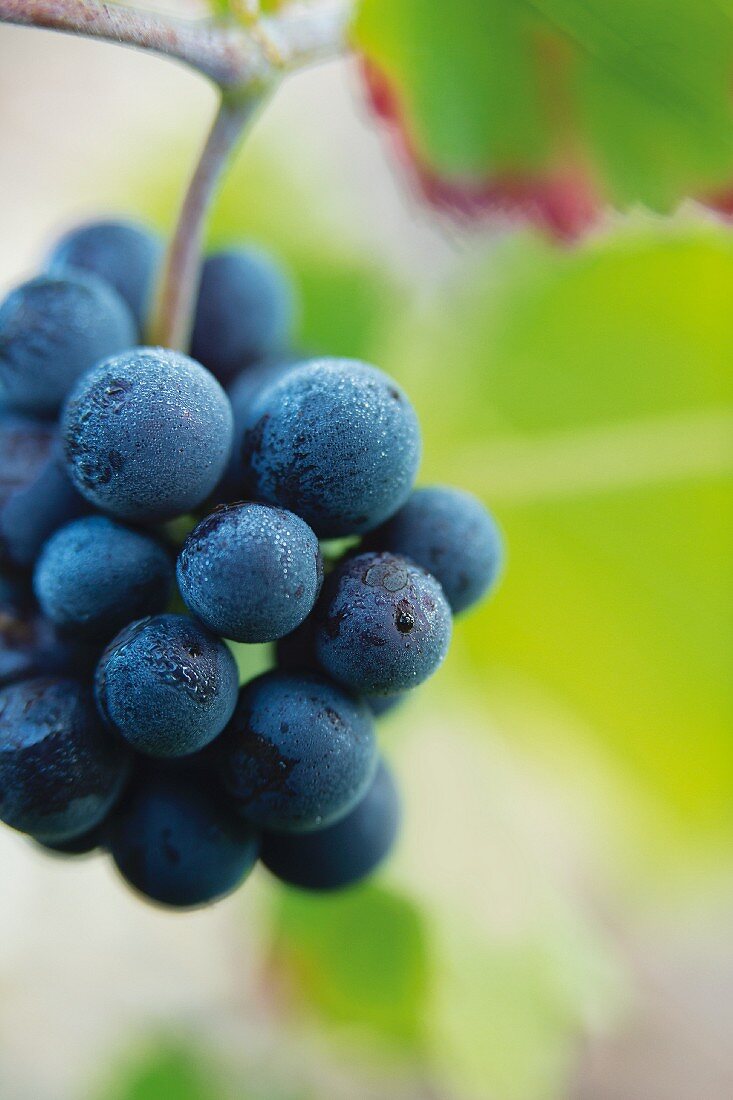 Pinot noir grapes, Champagne, France