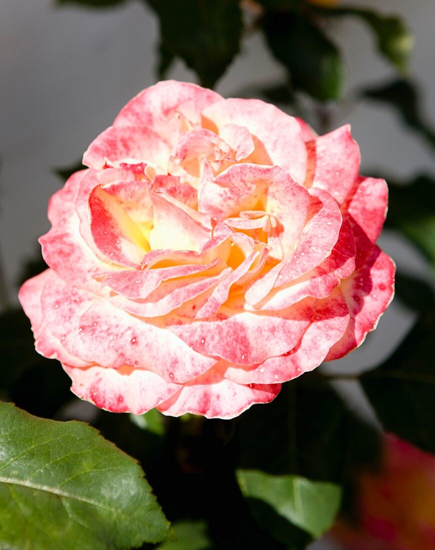 Pink rose (close-up)