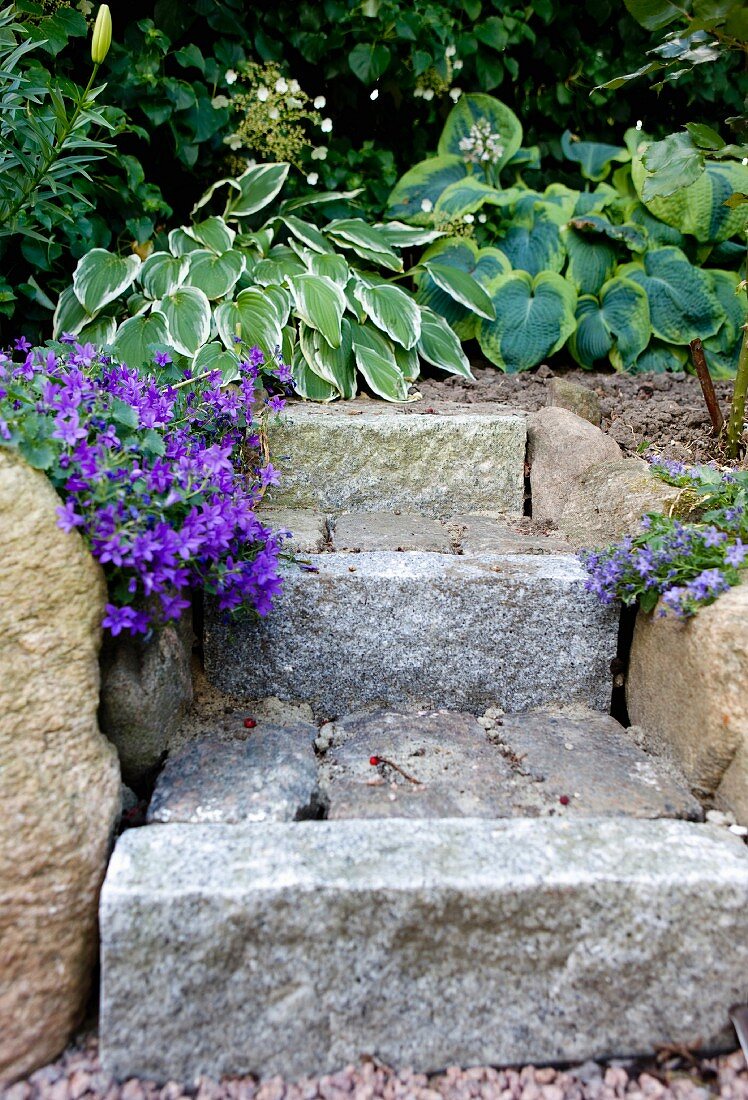 Granite garden steps, purple aubretia and hosta leaves in front of hedge