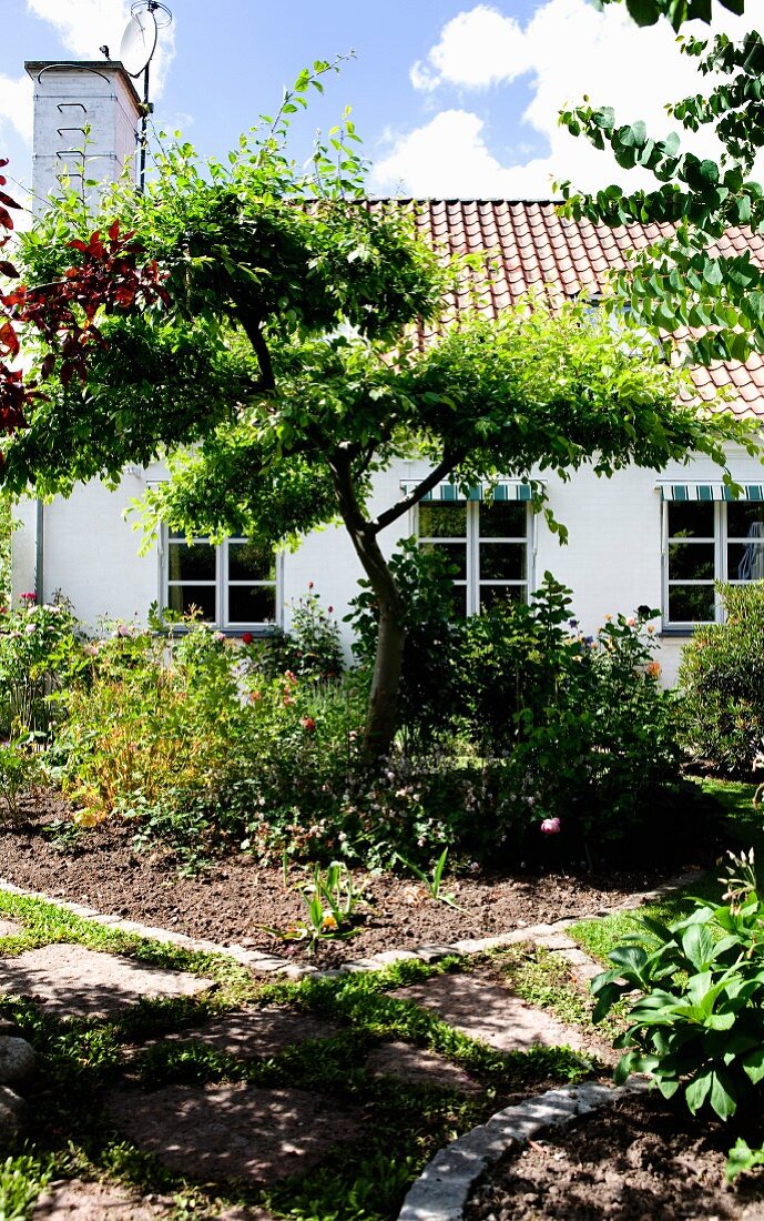 Stepping-stone garden path running along flowerbed below tree with country house in background