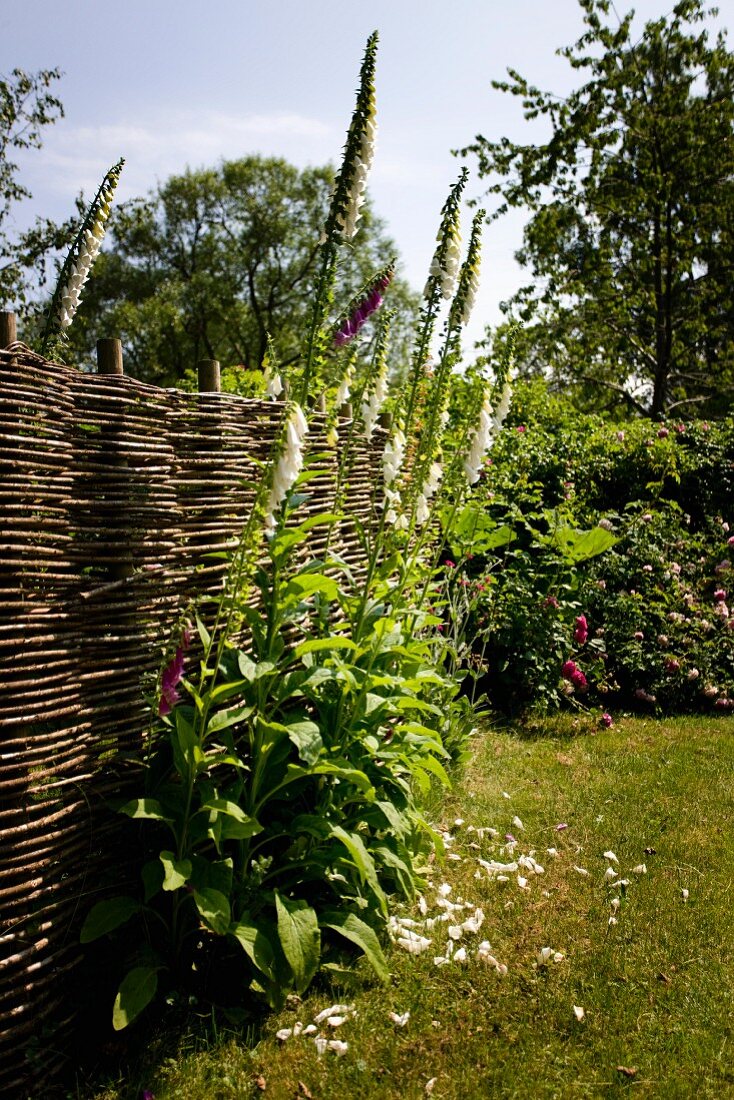 Flowering foxglove against woven wicker fence in idyllic garden