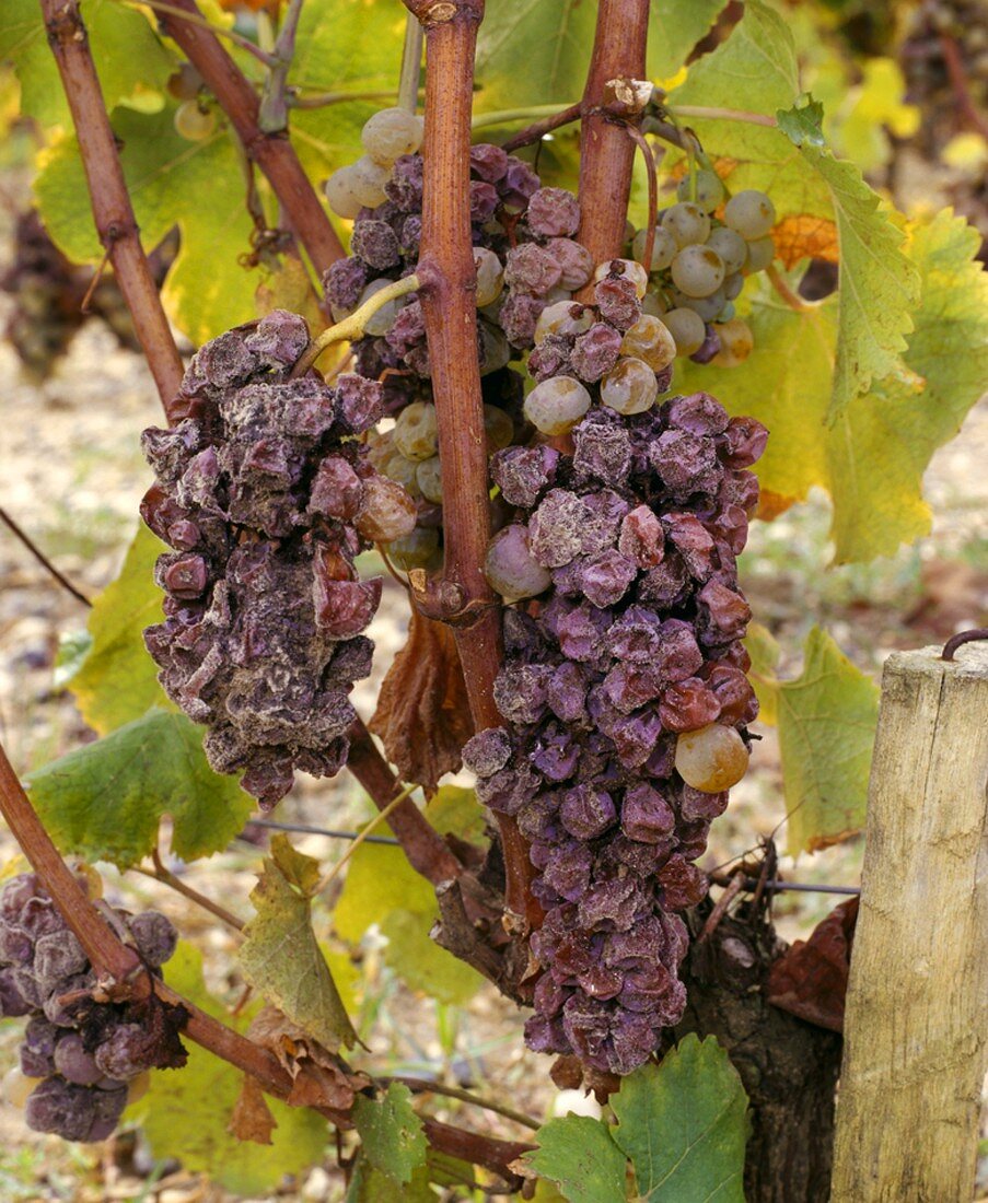 Edelfaule Semillontraube, der Stolz aller Winzer in Sauternes