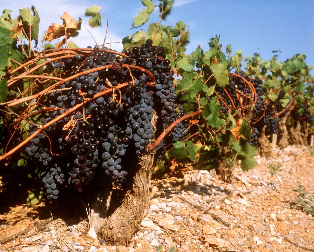 Carignan, in Frankreich die verbreitetste Traubensorte