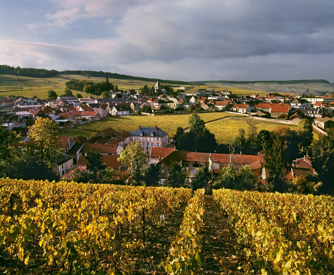 Herbst: Clos de Mesnil (Krug),edelster Weinberg der Champagne