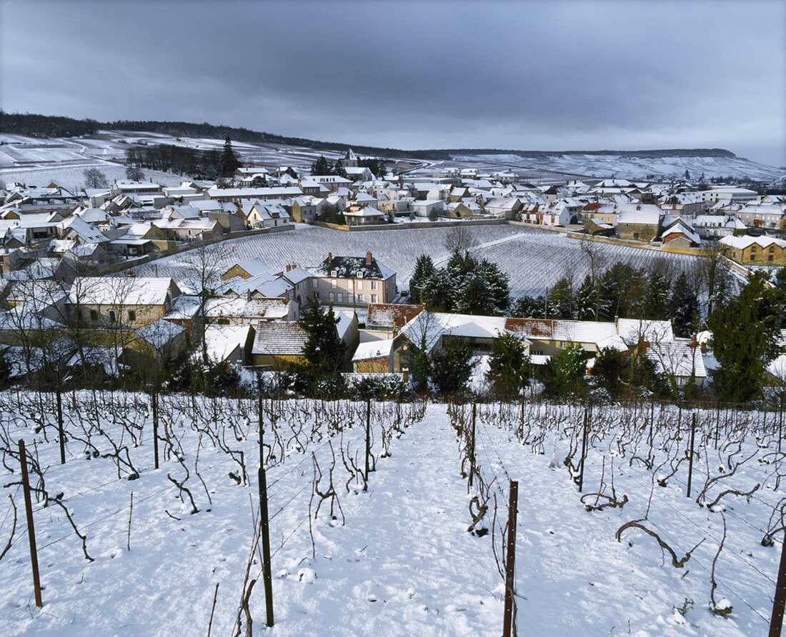 Winter: Clos de Mesnil (Krug),edelster Weinberg der Champagne