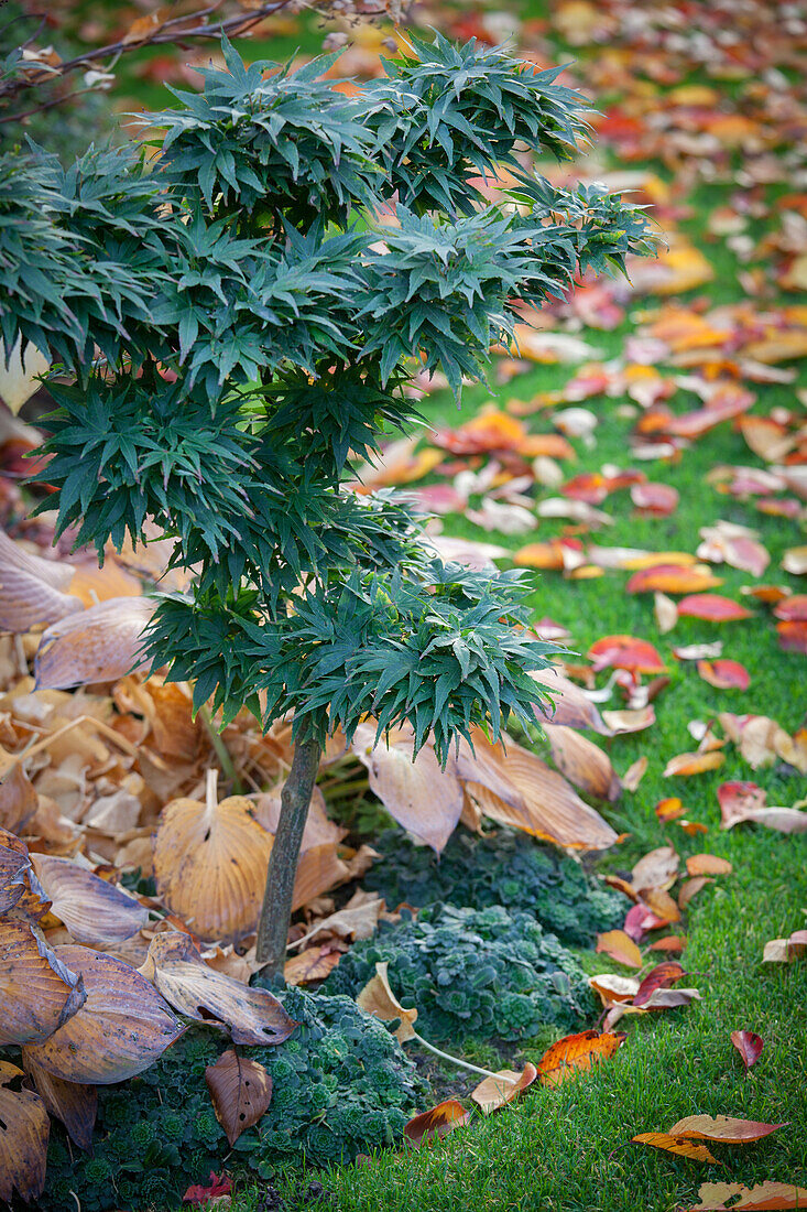 Oriental-style, autumnal garden