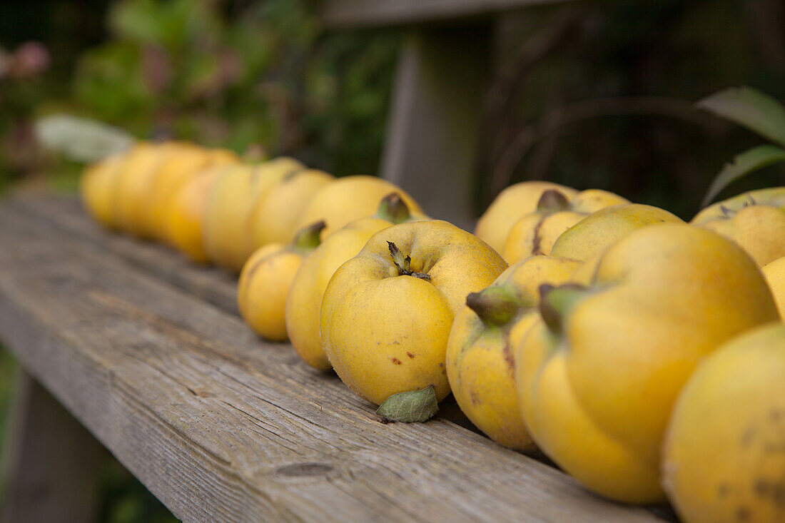 Row of quinces on wooden bench