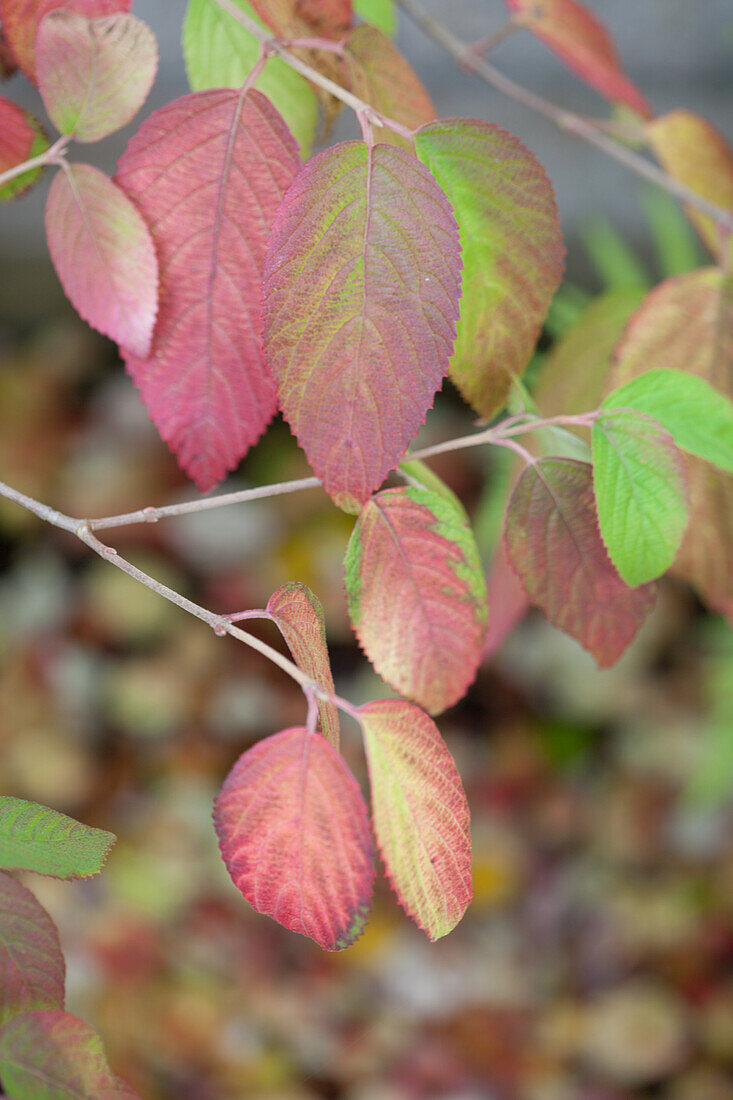 Autumn leaves