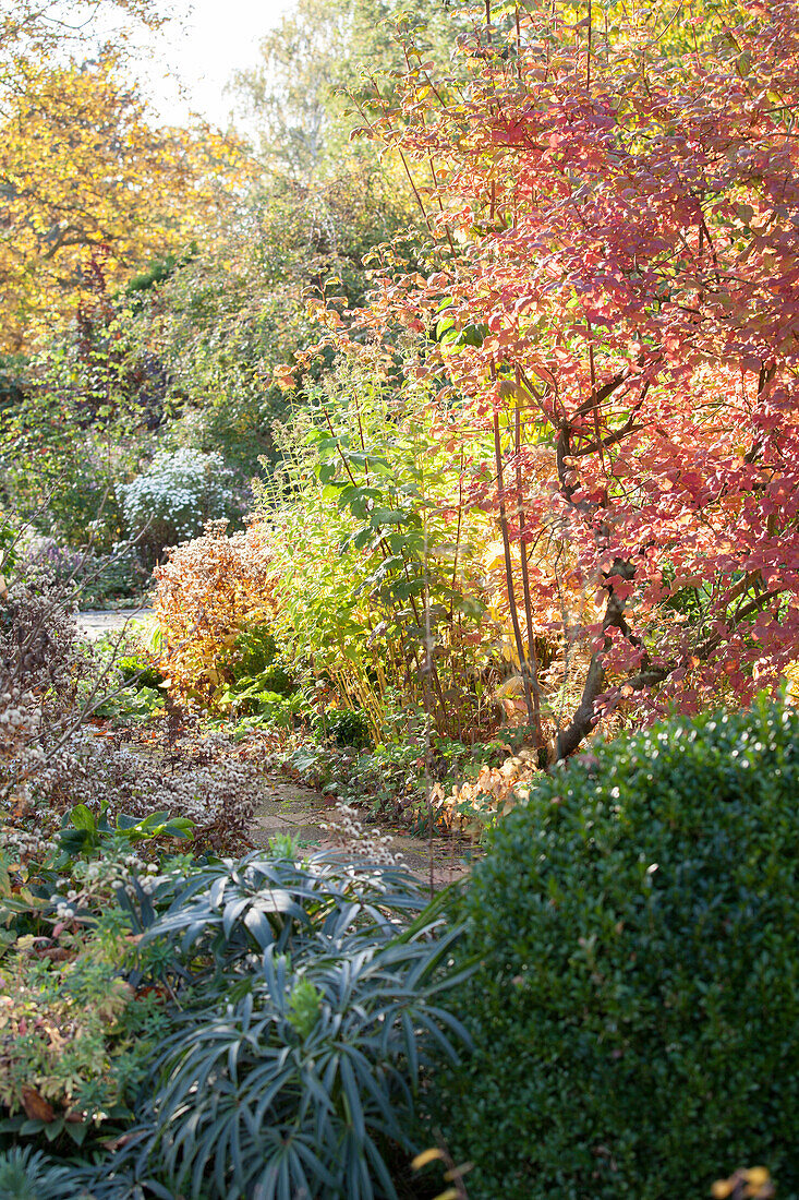 Autumn colours in herbaceous borders