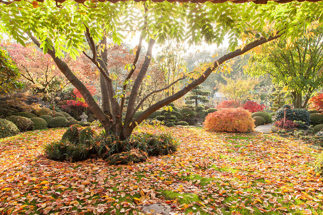 Herbstlicher Garten im asiatischen Stil