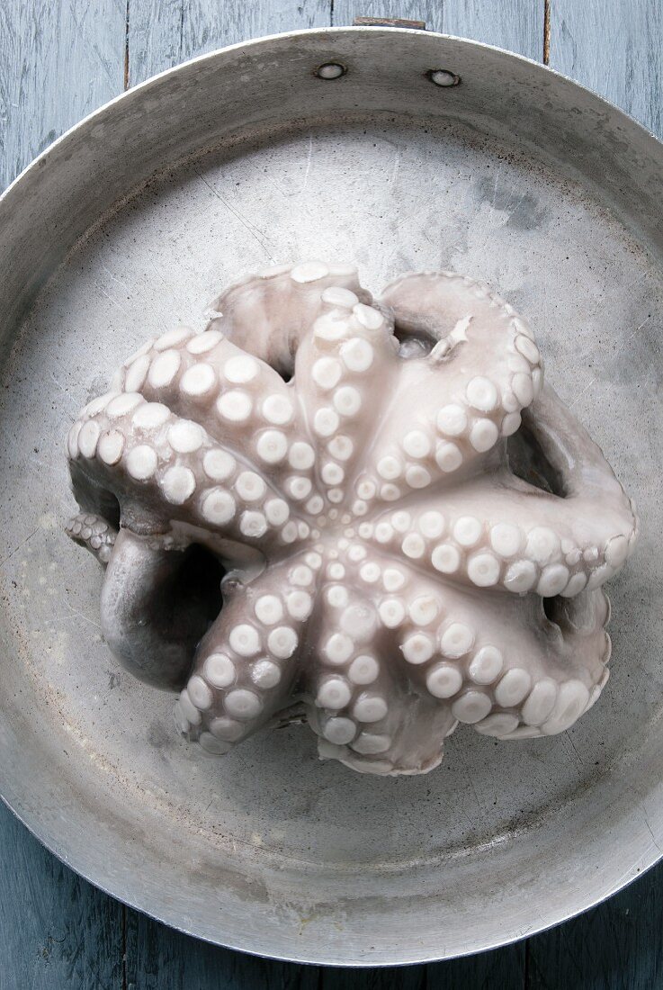 Frozen octopus defrosting (seen from above)