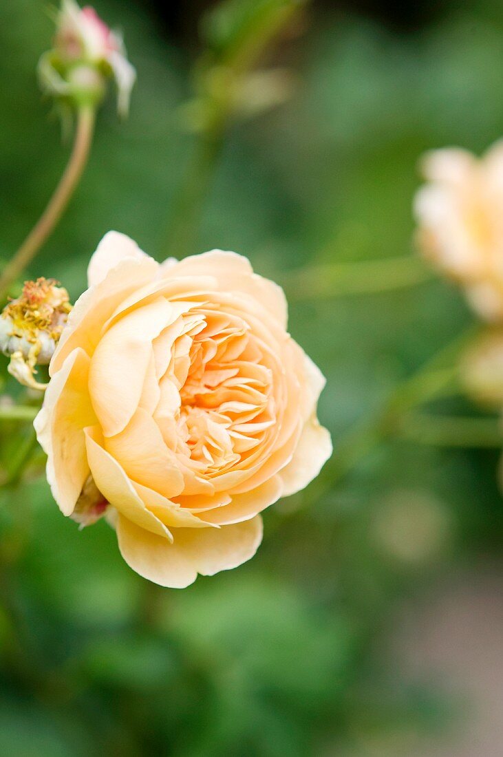 Apricotfarbene Rosenblüte 'Kronprinzessin Margareta'