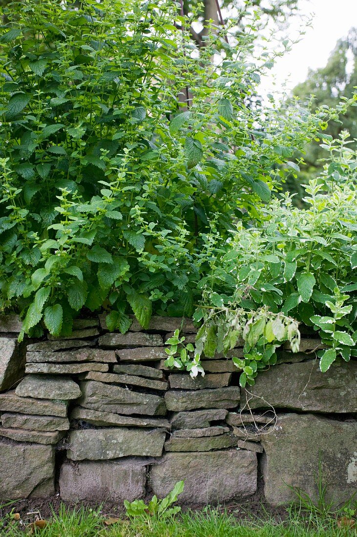 Plants growing over low drystone wall