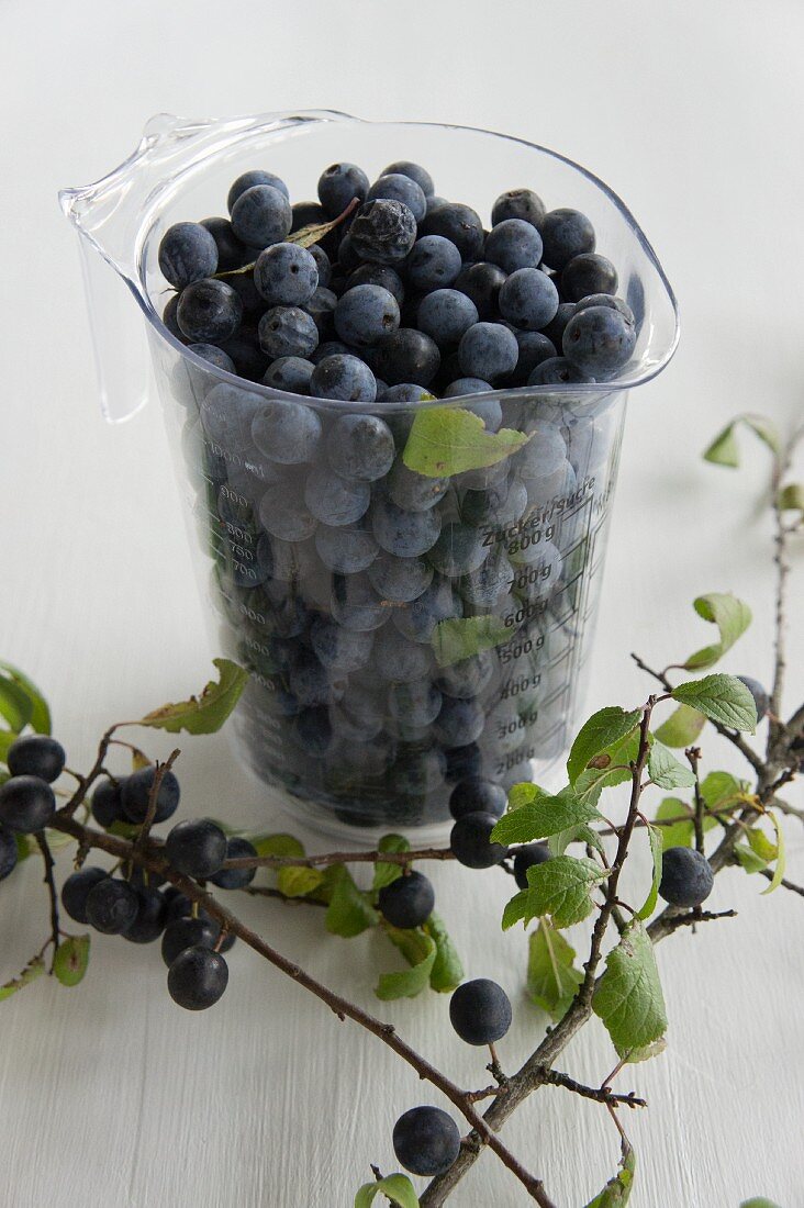 Fresh sloes in a measuring jug