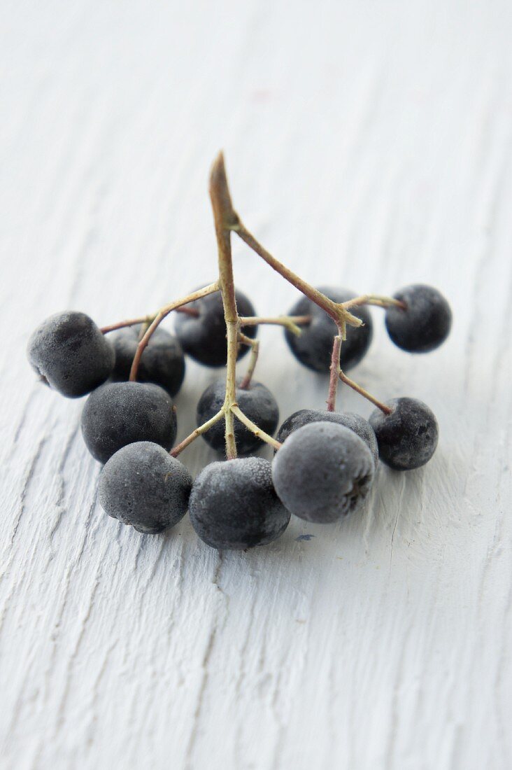 Ein Zweig mit gefrosteten Aroniabeeren