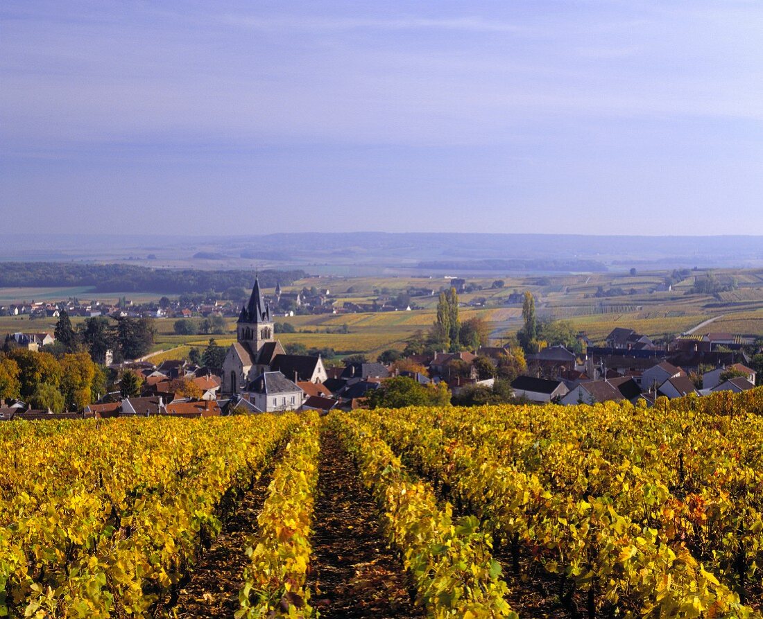 Pinot-Noir-Rebzeilen oberhalb Ville-Dommange in der Champagne