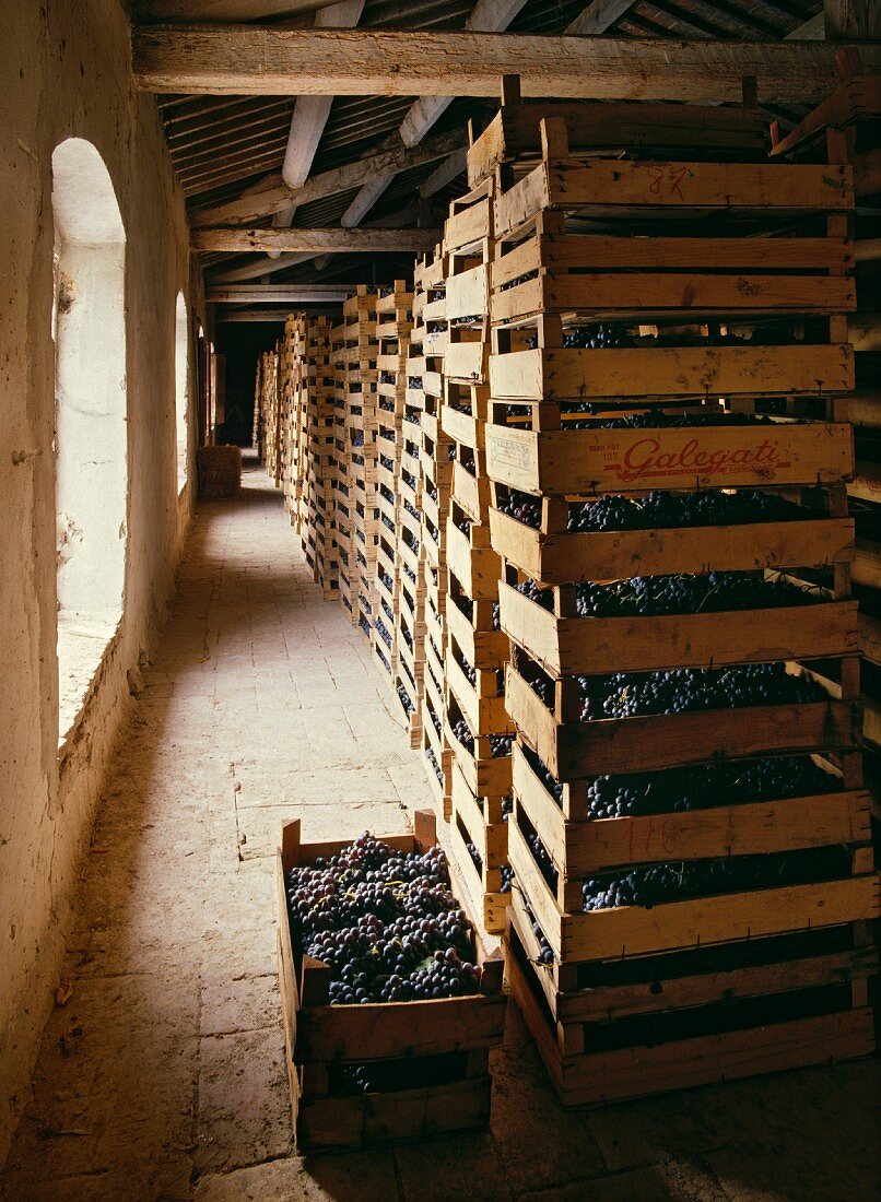 Trauben trocknen für Amarone von Gut Masi, Gargagnano, Veneto