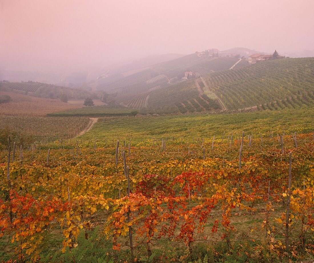 Herbstlicher Weinberg in den Langhe-Bergen,Barbaresco,Piemont