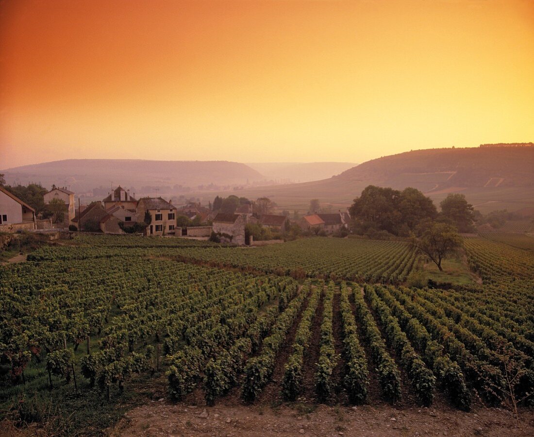 Abenddämmerung bei Monthelie,Heimat duftiger Rotweine,Burgund