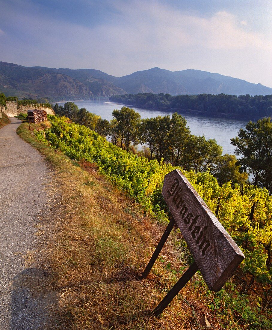 Weinberg bei Dürnstein am Donauufer der Wachau, Österreich