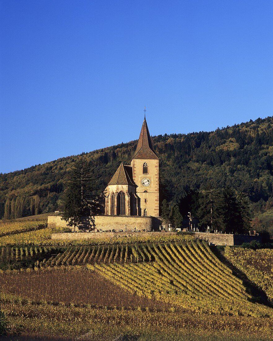 Grand-Cru-Weinlage Rosacker vor Kirche von Hunawihr im Elsass