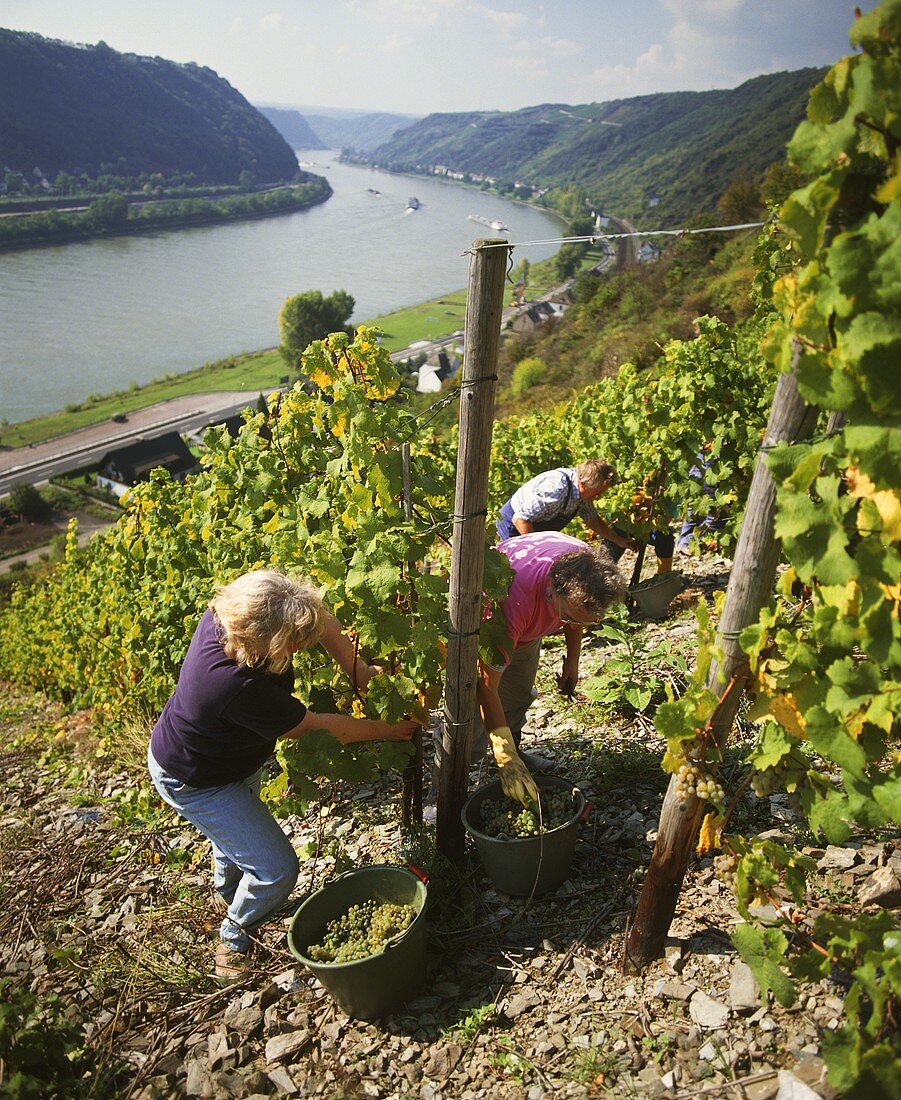 Weinlese in steiler Lage bei St. Goarshausen am Mittelrhein