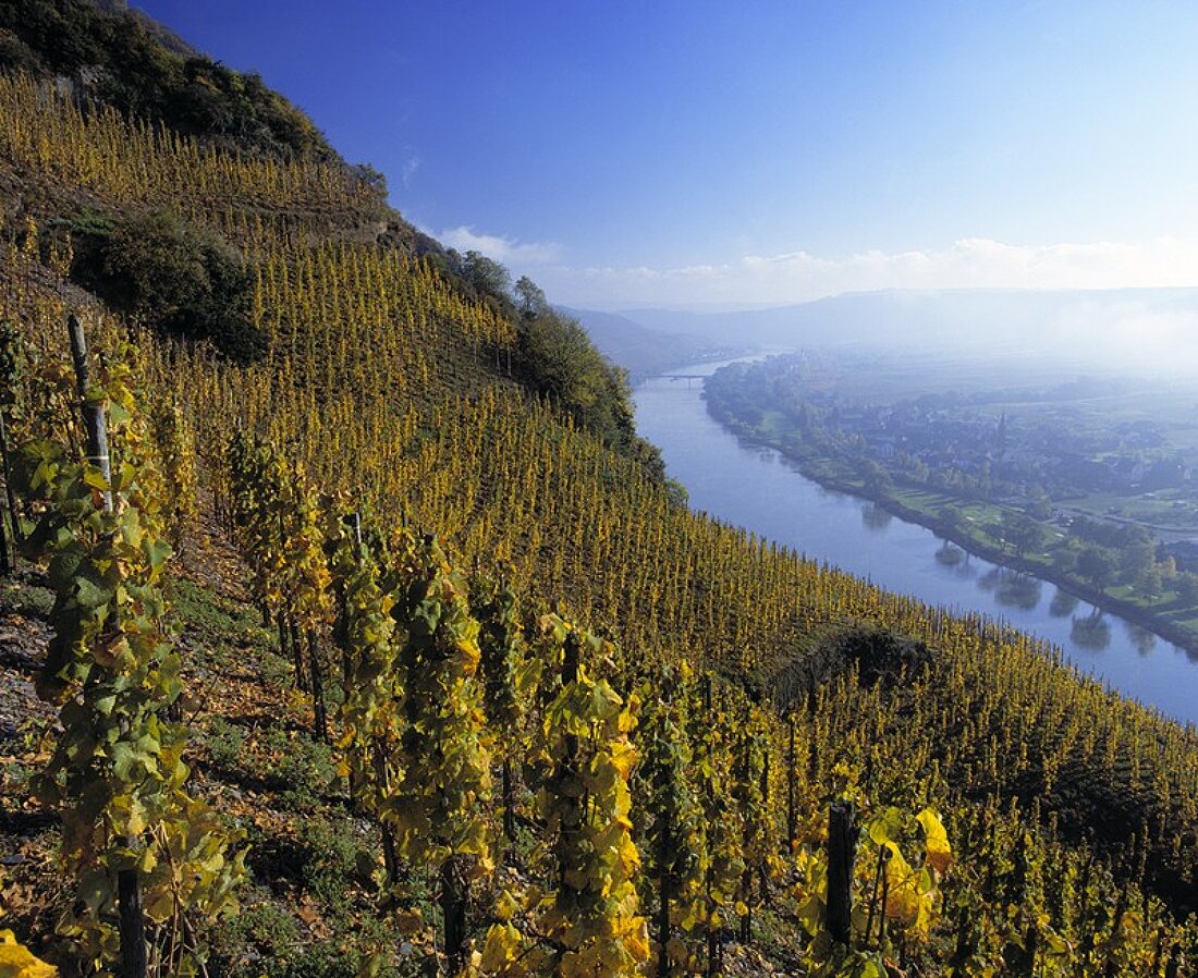 Weinberg Würzgarten im Herbst nach der Lese bei Ürzig, Mosel