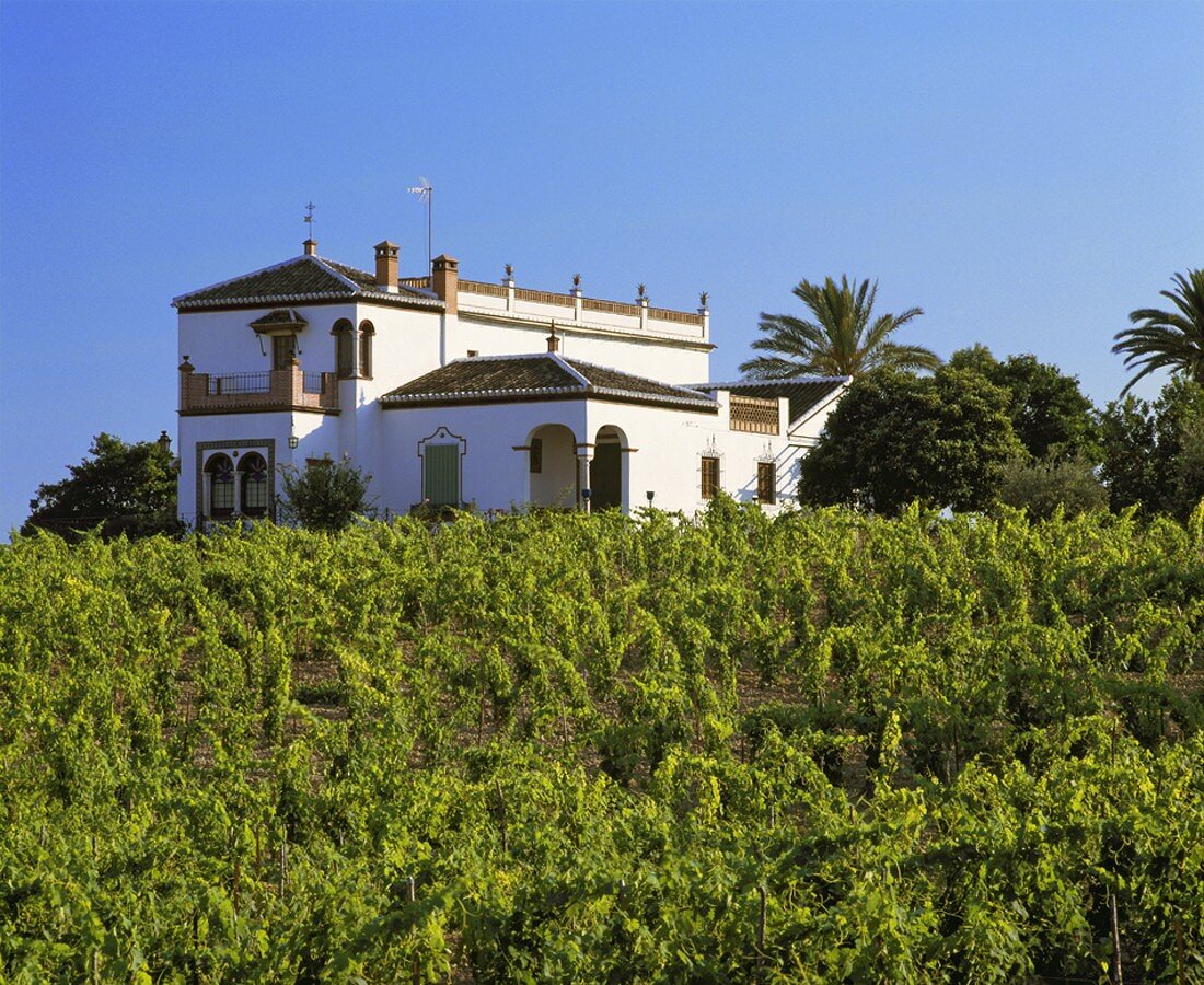Weingut bei Bollullos, Provinz Huelva in Andalusien, Spanien